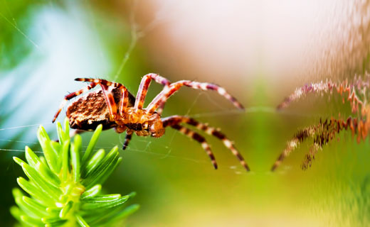 К чему снится паук большой коричневый мохнатый сонник