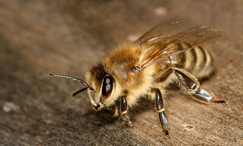 К снится что тебя кусает пчела. Сонник пчелы