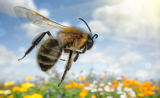 сонник пчелы