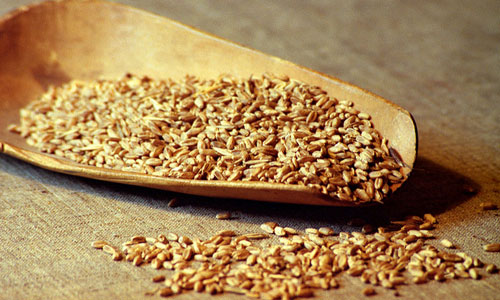 сонник пшеница