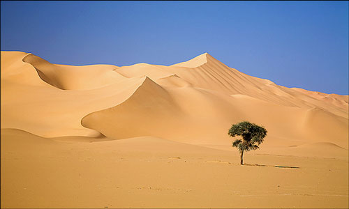 сонник пустыня