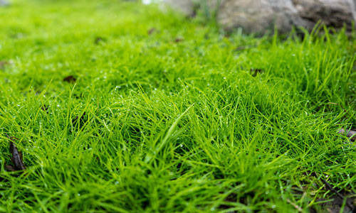 сонник трава