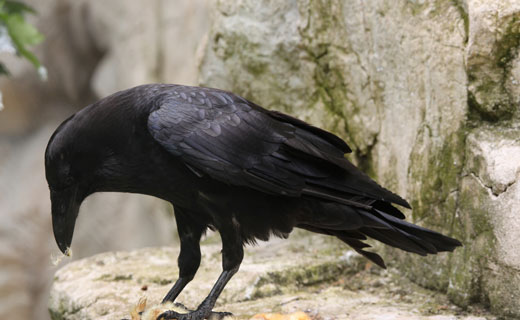 Большой черный ворон. К чему снится ворона черная