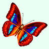 Пасьянс – бабочка